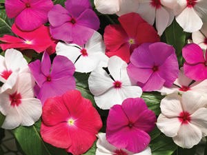 VINCA