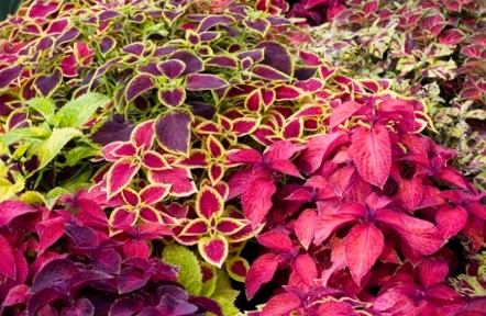 COLEUS