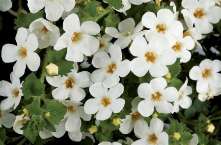 BACOPA