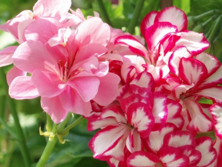 PELARGONIUM PELTATUM