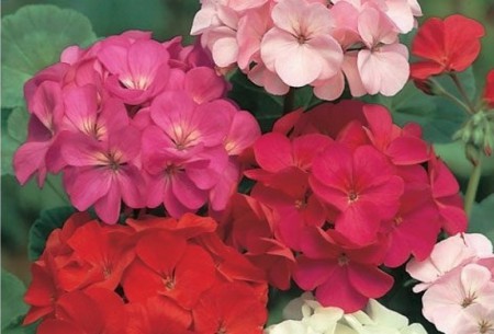 PELARGONIUM ZONALE
