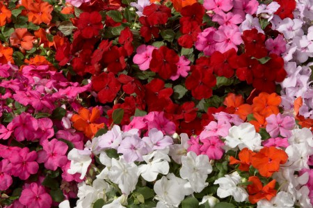 IMPATIENS WALLERIANA