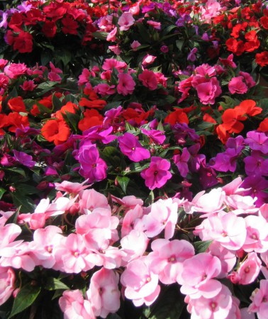 IMPATIENS NEW GUIENA