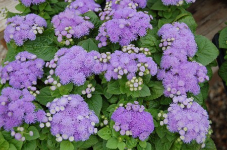 AGERATUM