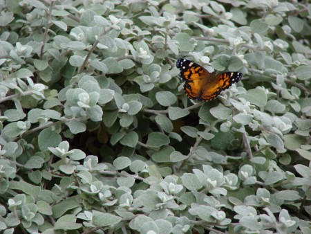 HELICHRYSUM