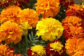 TAGETES PATULA