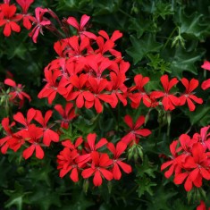 PELARGONIUM PELTATUM multipack