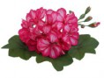 /album/fotogaleria-pelargonium-peltatum/doblino-framboise-bicolore-jpg/