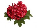 /album/fotogaleria-pelargonium-peltatum/doblino-rouge-fonce-bicolor-jpg/