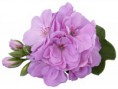 /album/fotogaleria-pelargonium-peltatum/ger-dob-mauve-fd-blanc-jpg/