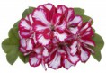 /album/fotogaleria-pelargonium-peltatum/ger-dobl-magenta-bic-fd-blc-jpg/
