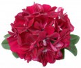/album/fotogaleria-pelargonium-peltatum/ger-dobl-magenta-fd-blc-jpg/