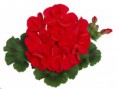 /album/fotogaleria-pelargonium-peltatum1/dijon-fd-blc-jpg/