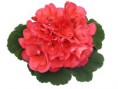 /album/fotogaleria-pelargonium-peltatum1/ile-de-beaute-fd-blc-jpg/