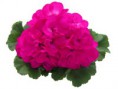 /album/fotogaleria-pelargonium-peltatum1/joigny3-fd-blc-jpg/