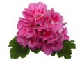 /album/fotogaleria-pelargonium-peltatum1/mirande-fd-blc-jpg/